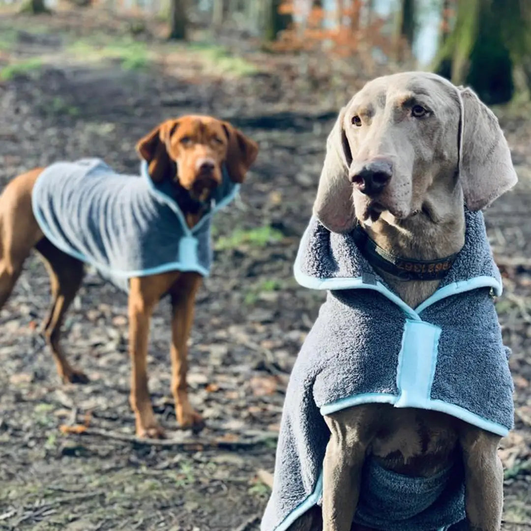 Two dogs in Henry Wag Drying Coats standing outdoors, ready for adventures!