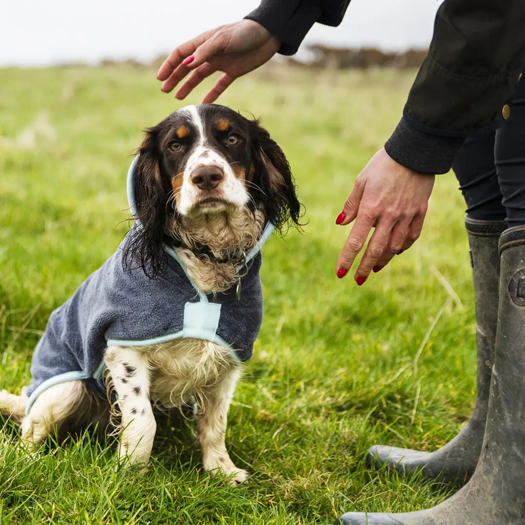 Spaniel dog in a gray sweater using a Henry Wag Drying Coat on the grass