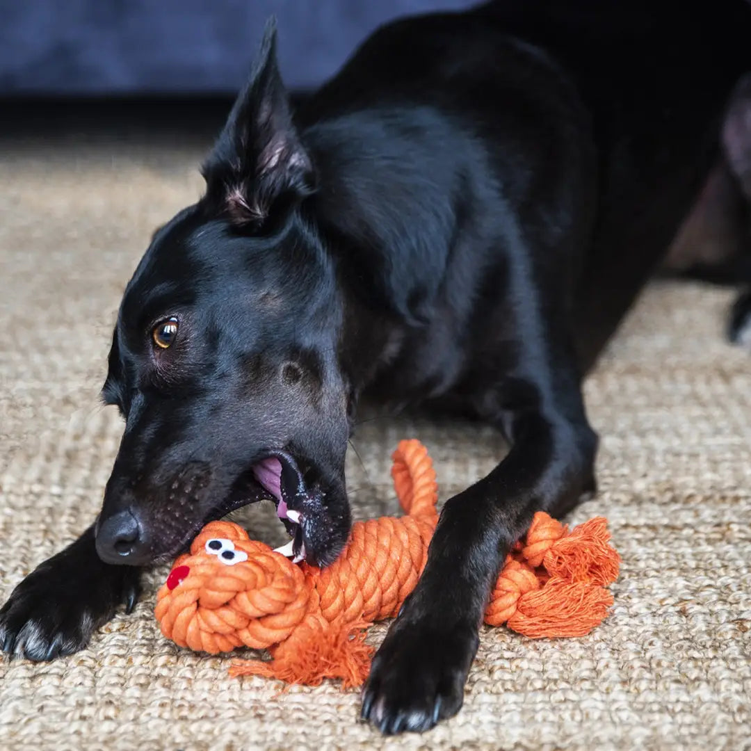 Black dog joyfully playing with Henry Wag Rope Buddies Companion Dog Toy rope toy