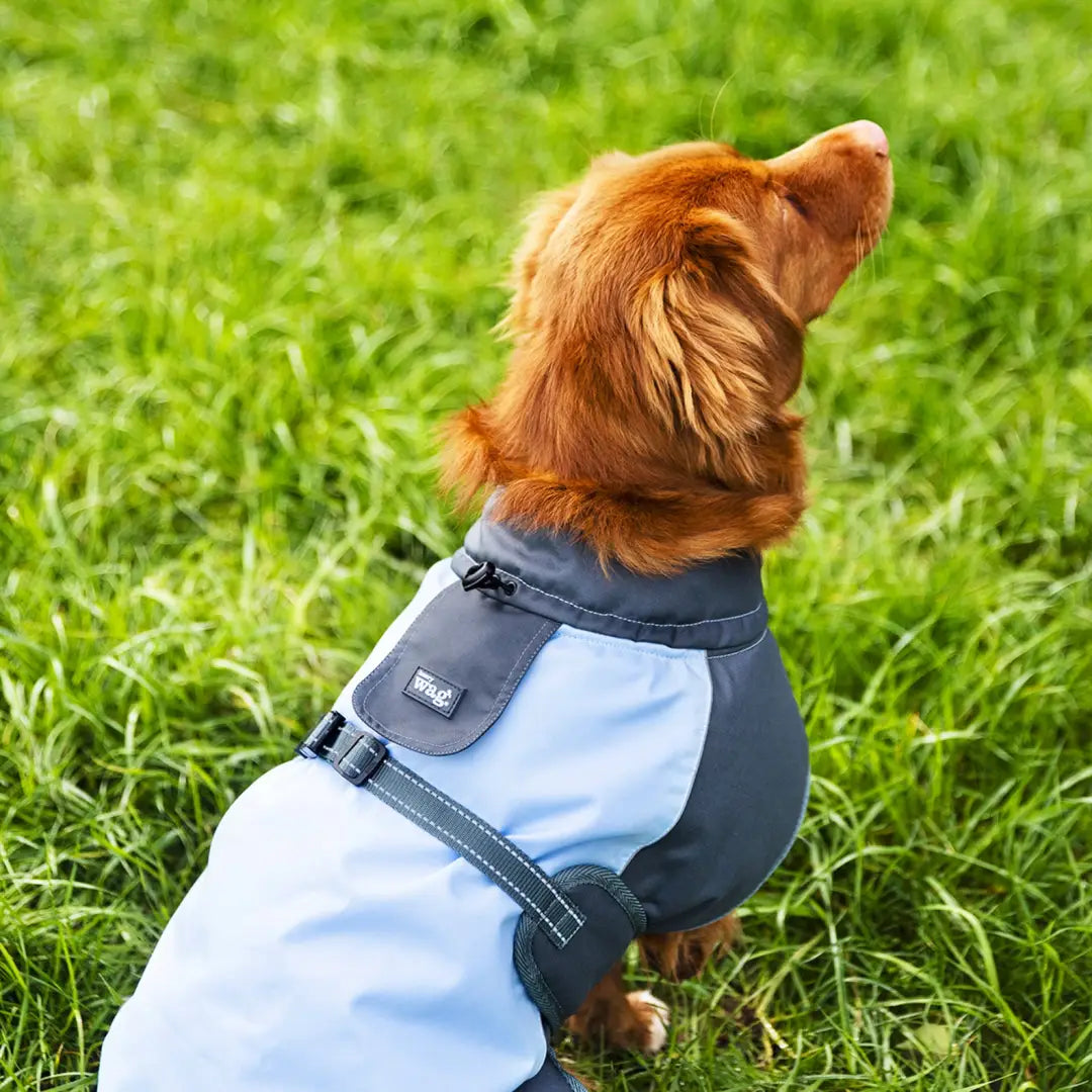 Dog in a blue and gray Henry Wag Waterproof Dog Coat sitting on lush green grass