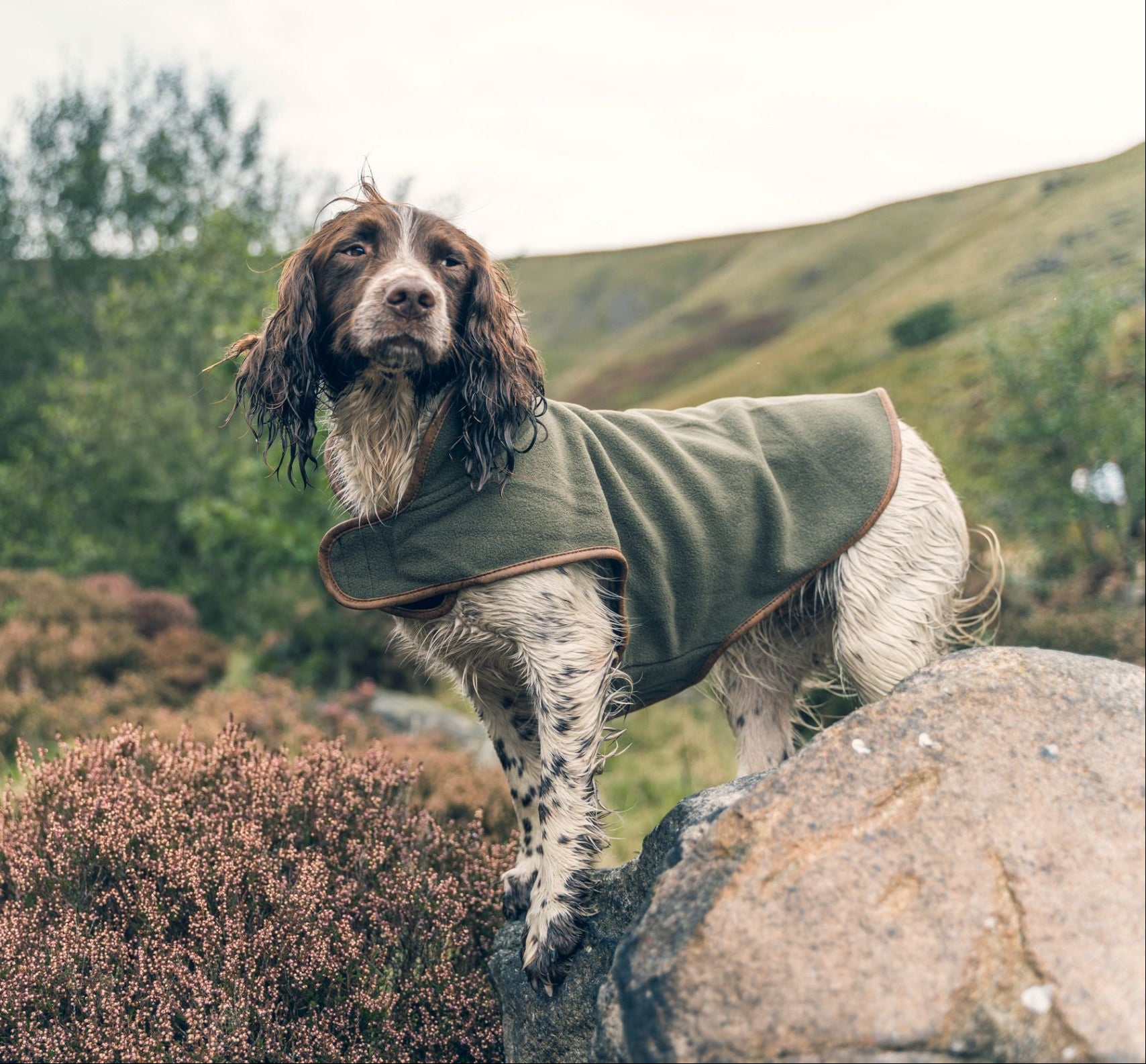 Brown and white dog in a green Jack Pyke fleece dog coat ready for adventure