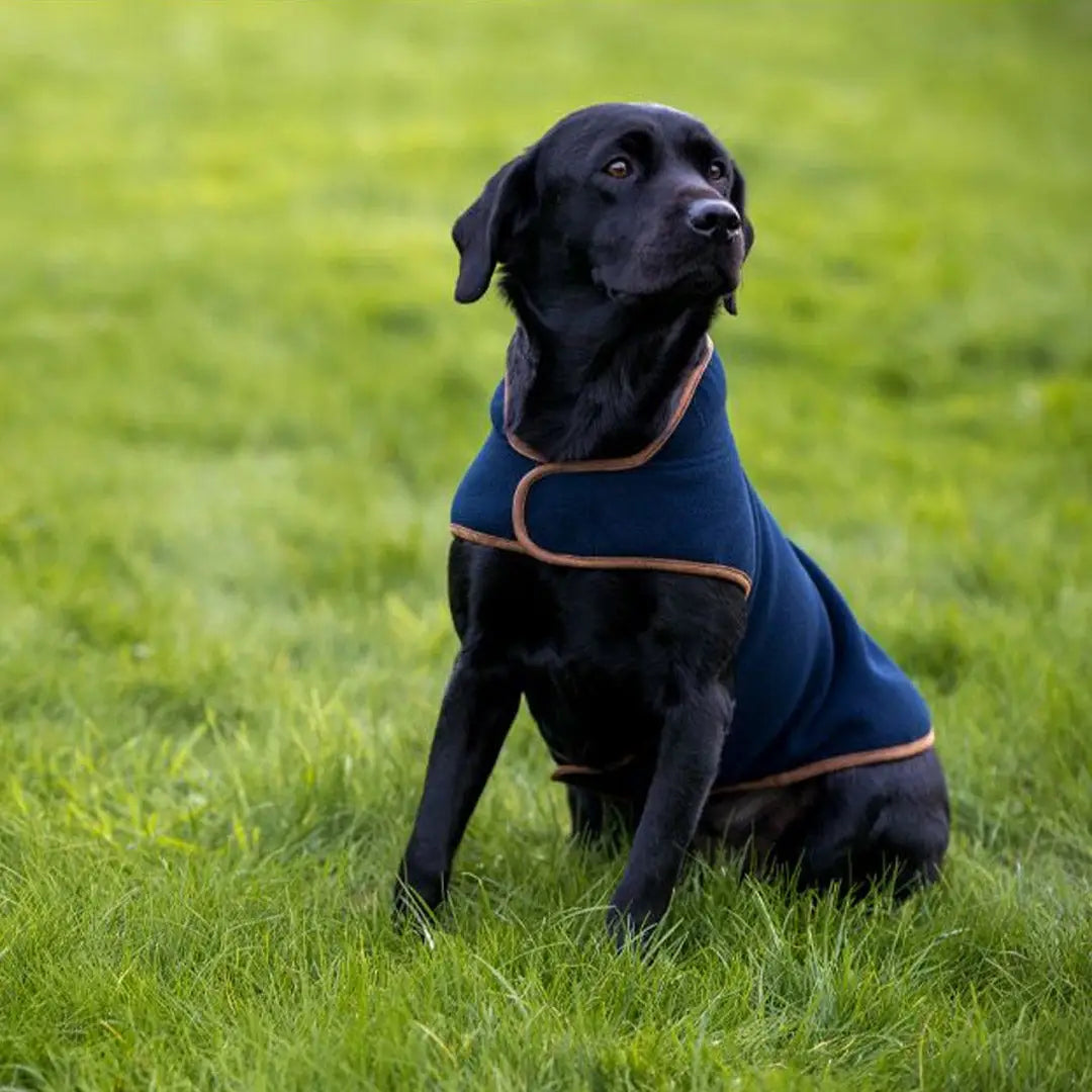 Black Labrador in a Jack Pyke fleece dog coat, stylish and warm for chilly days