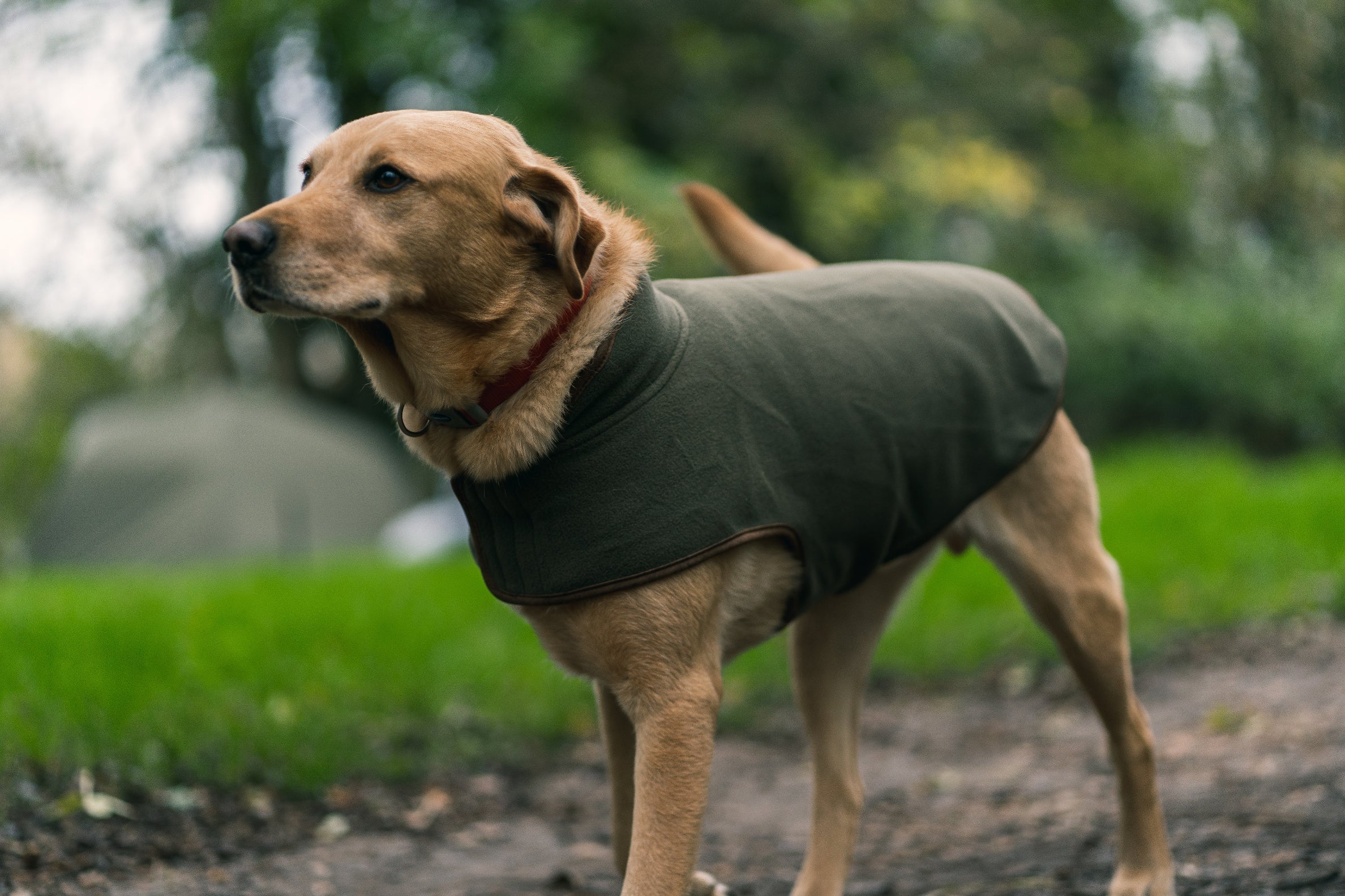 Tan dog in a green Jack Pyke fleece dog coat ready for adventures outdoors