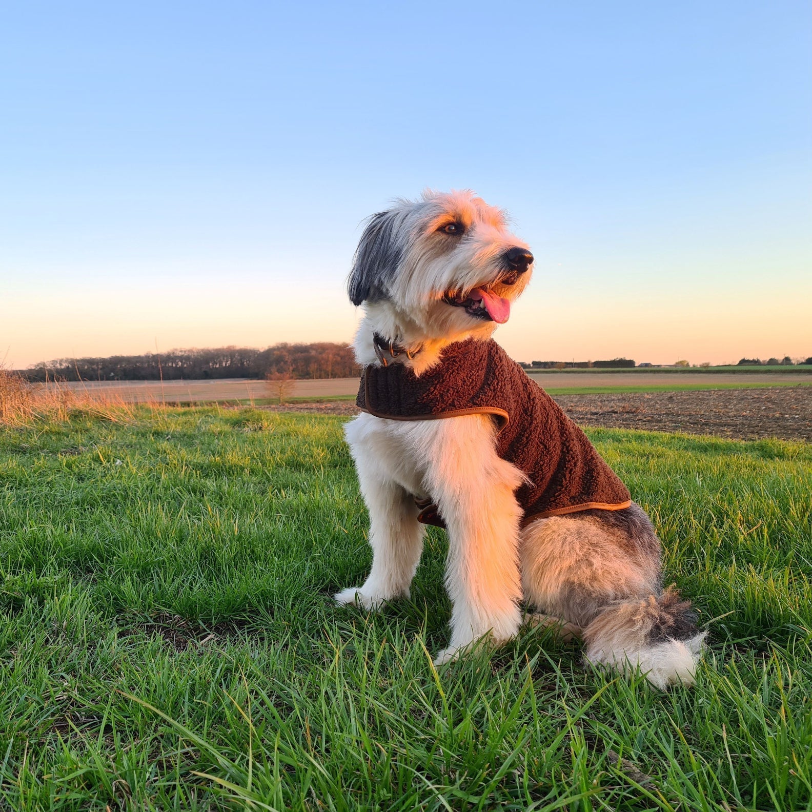 Dog in a cozy brown Sherpa fleece dog coat by Jack Pyke for chilly days