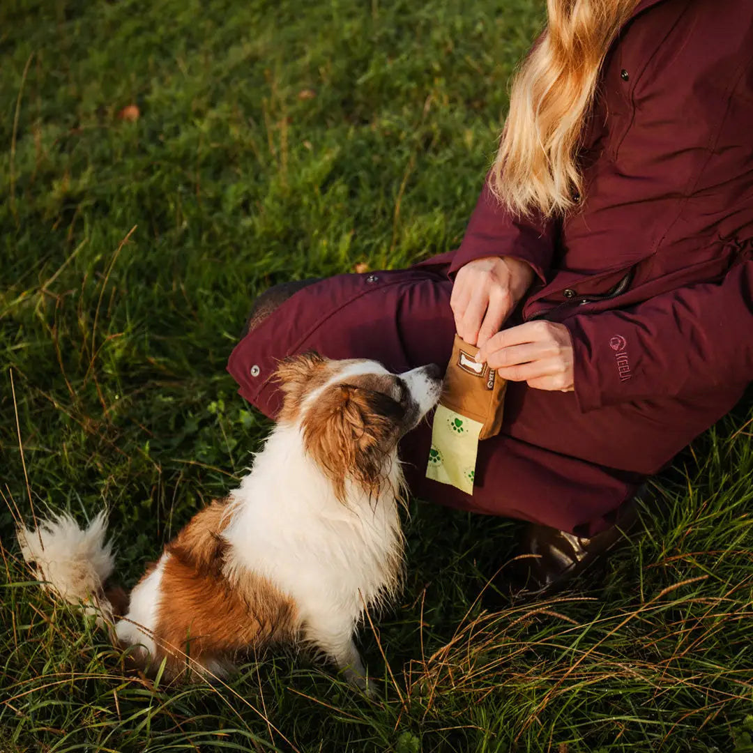 Small brown and white dog with treat bag in grass, eager for a tasty dog treat