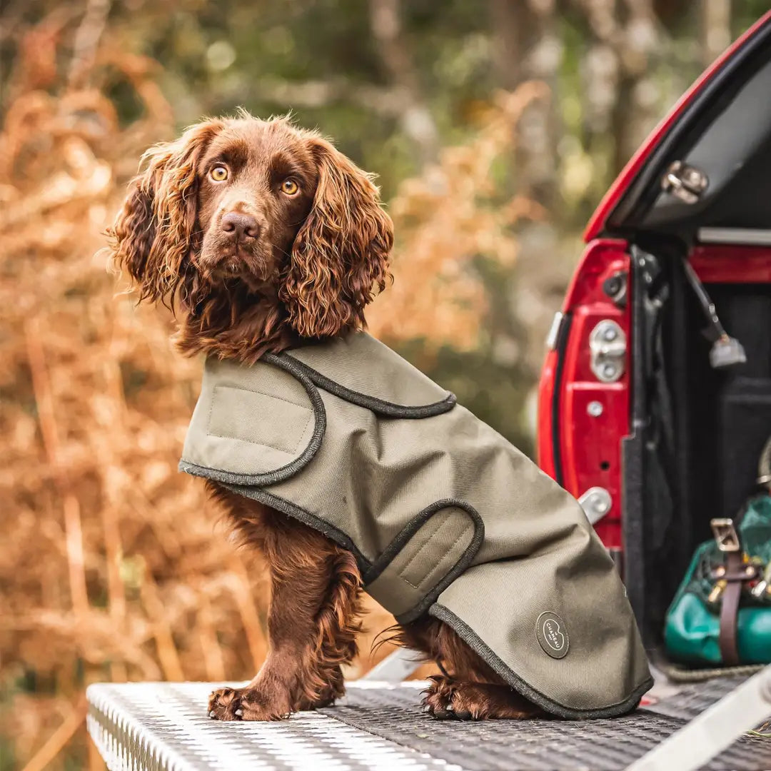 Brown Spaniel in a light green Chameau dog coat, stylish and cozy for any adventure