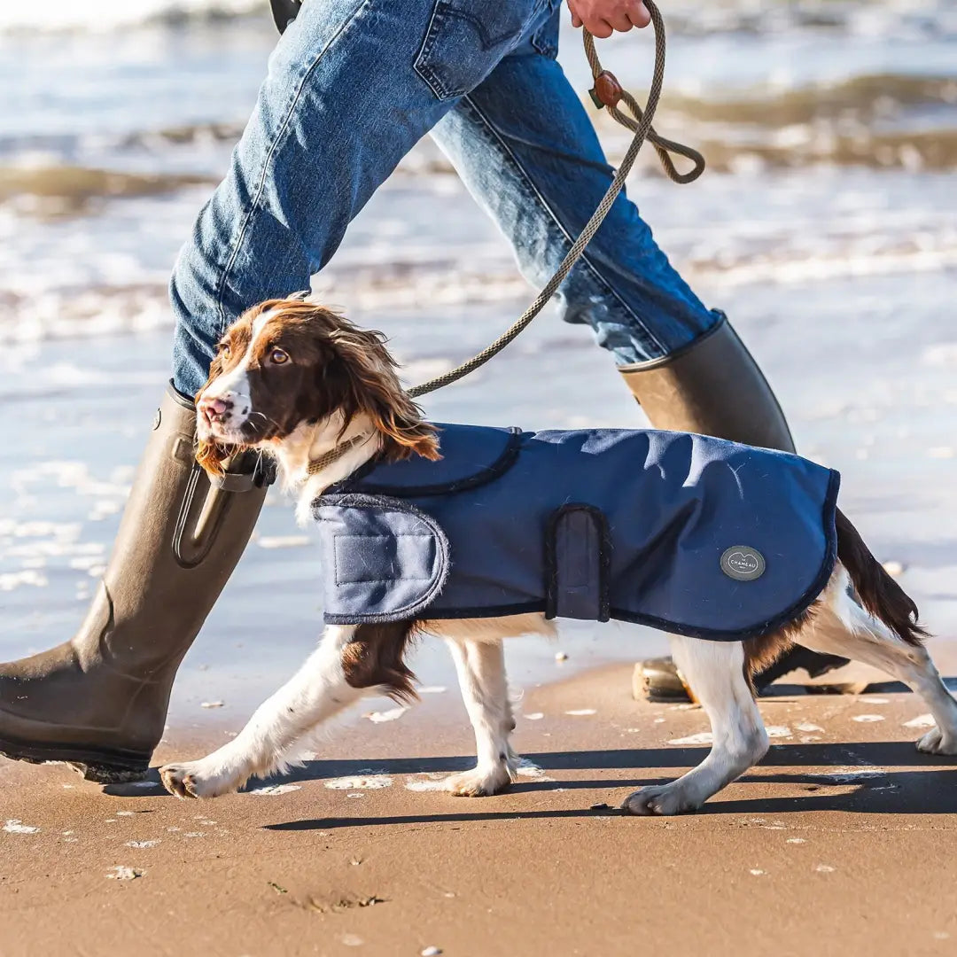 Dog in a cozy Chameau dog coat enjoying a beach stroll with its owner