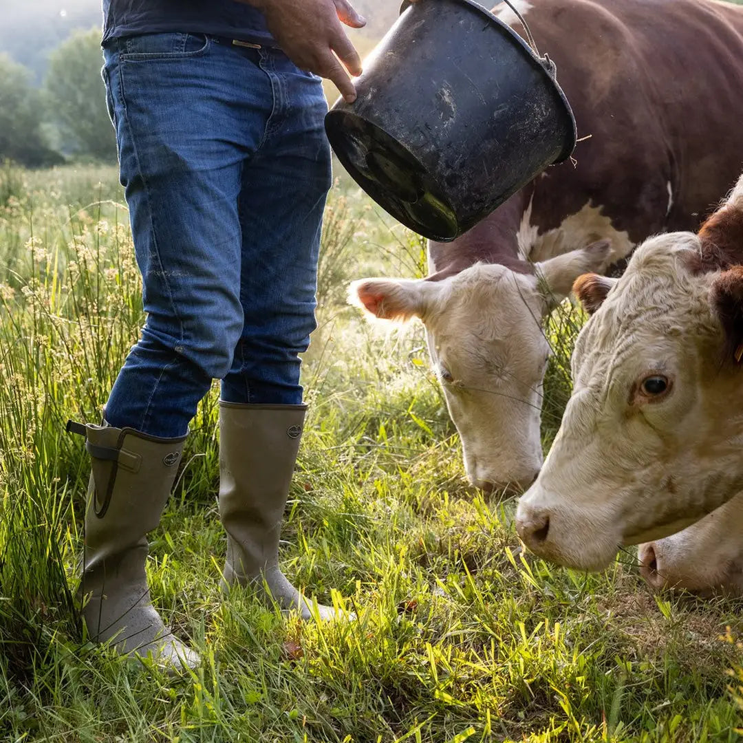 Cows enjoying feed from a person in Le Chameau Men’s Vierzon Wellington Boots