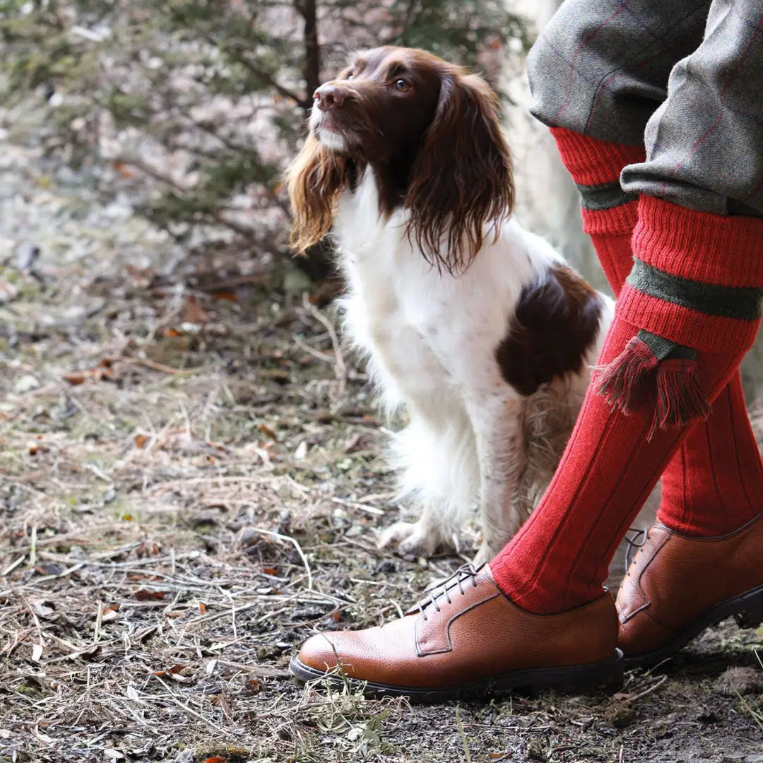 Brown and white spaniel dog next to person in Pennine Byron Shooting Socks and brown shoes