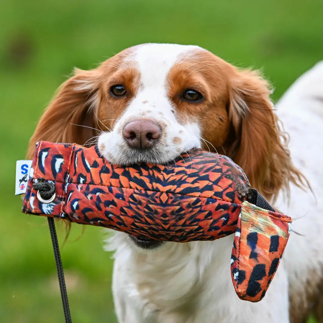 Dog with a Sporting Saint Bird Dummy toy in its mouth and a long throw cord