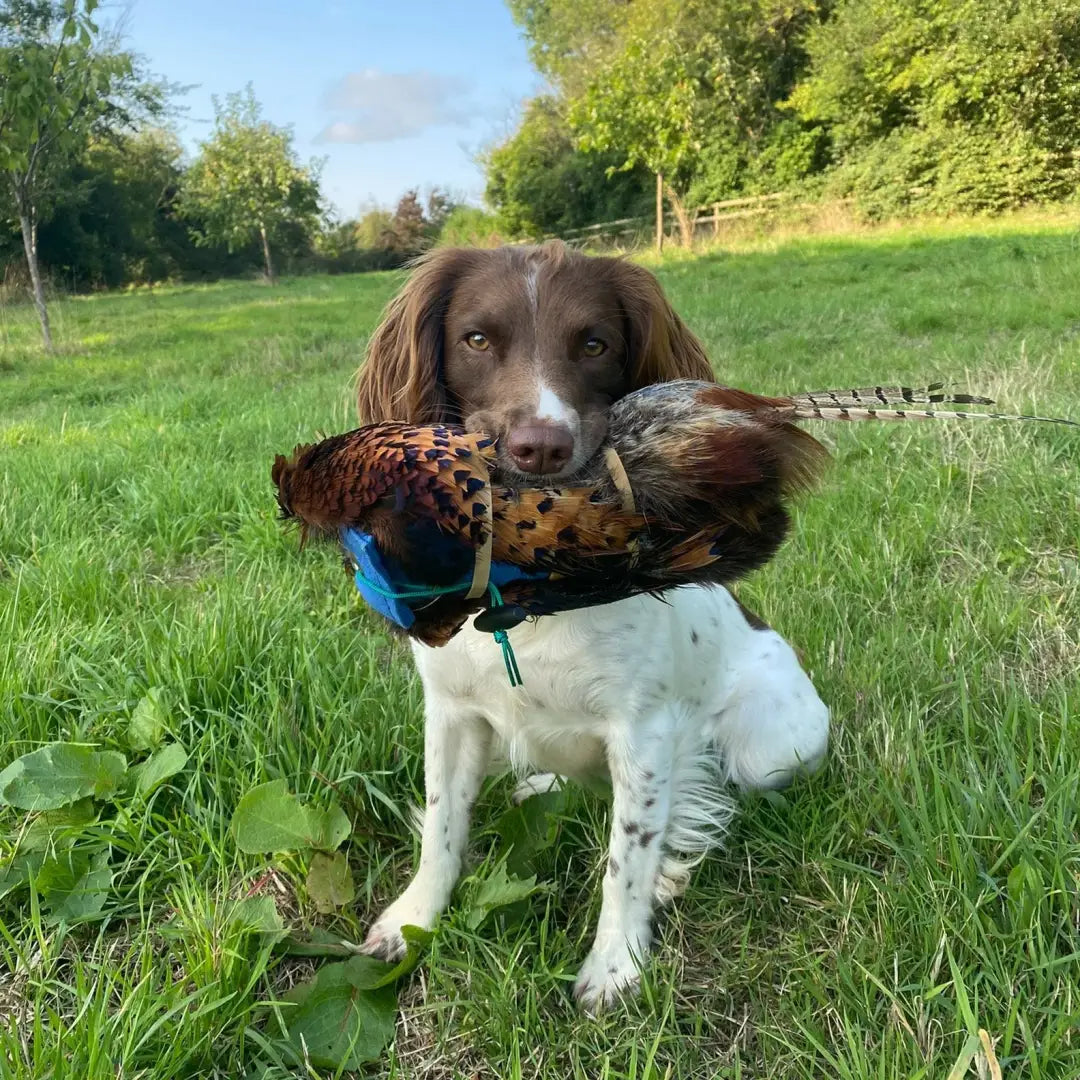 Dog proudly holding a pheasant pelt in its mouth with Sporting Saint’s Dummy