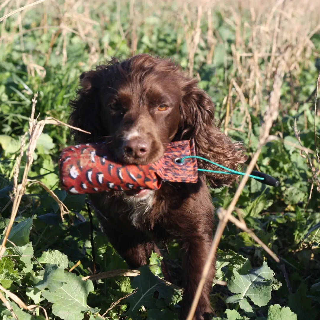 Brown Spaniel dog with red and blue toy showcasing Sporting Saint Flight Dummy