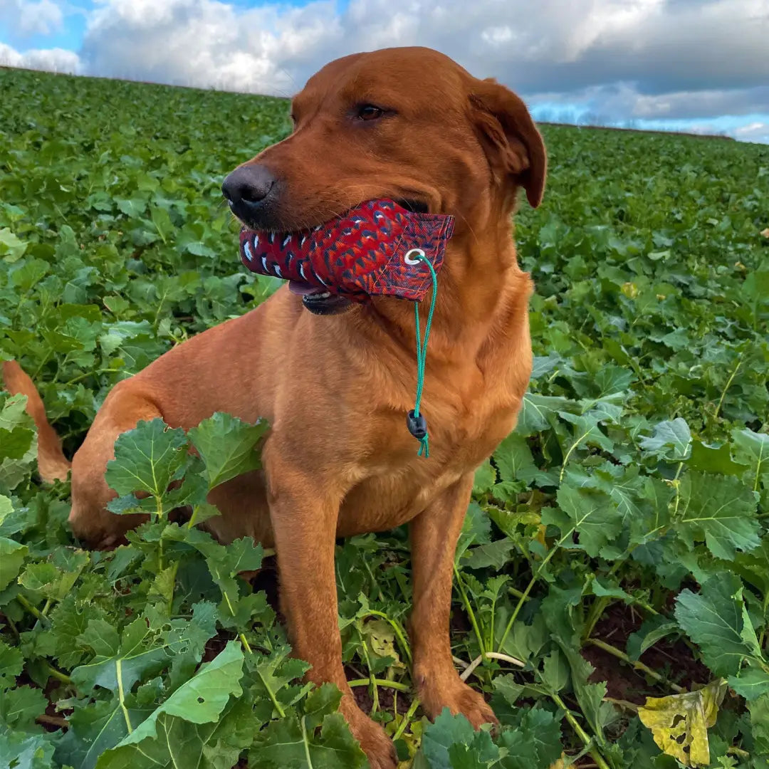 Brown dog with a red toy in its mouth at the field, perfect for Sporting Saint Flight