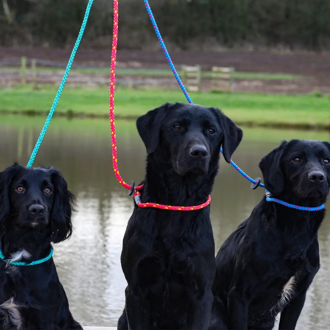 Three black Labrador Retrievers in colorful leashes using Sporting Saint Gundog Slip Lead