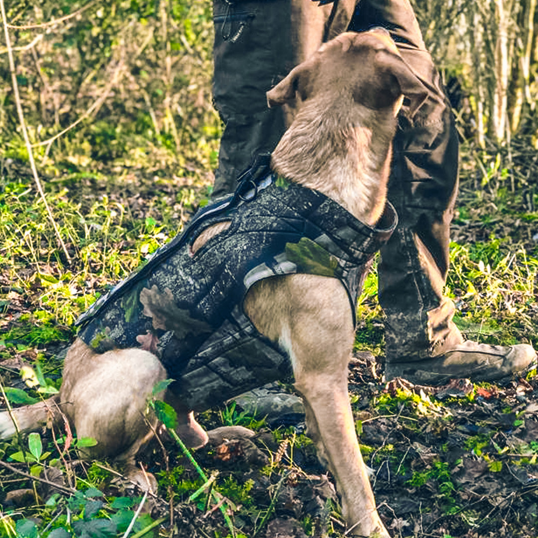 Hunting store dog jacket