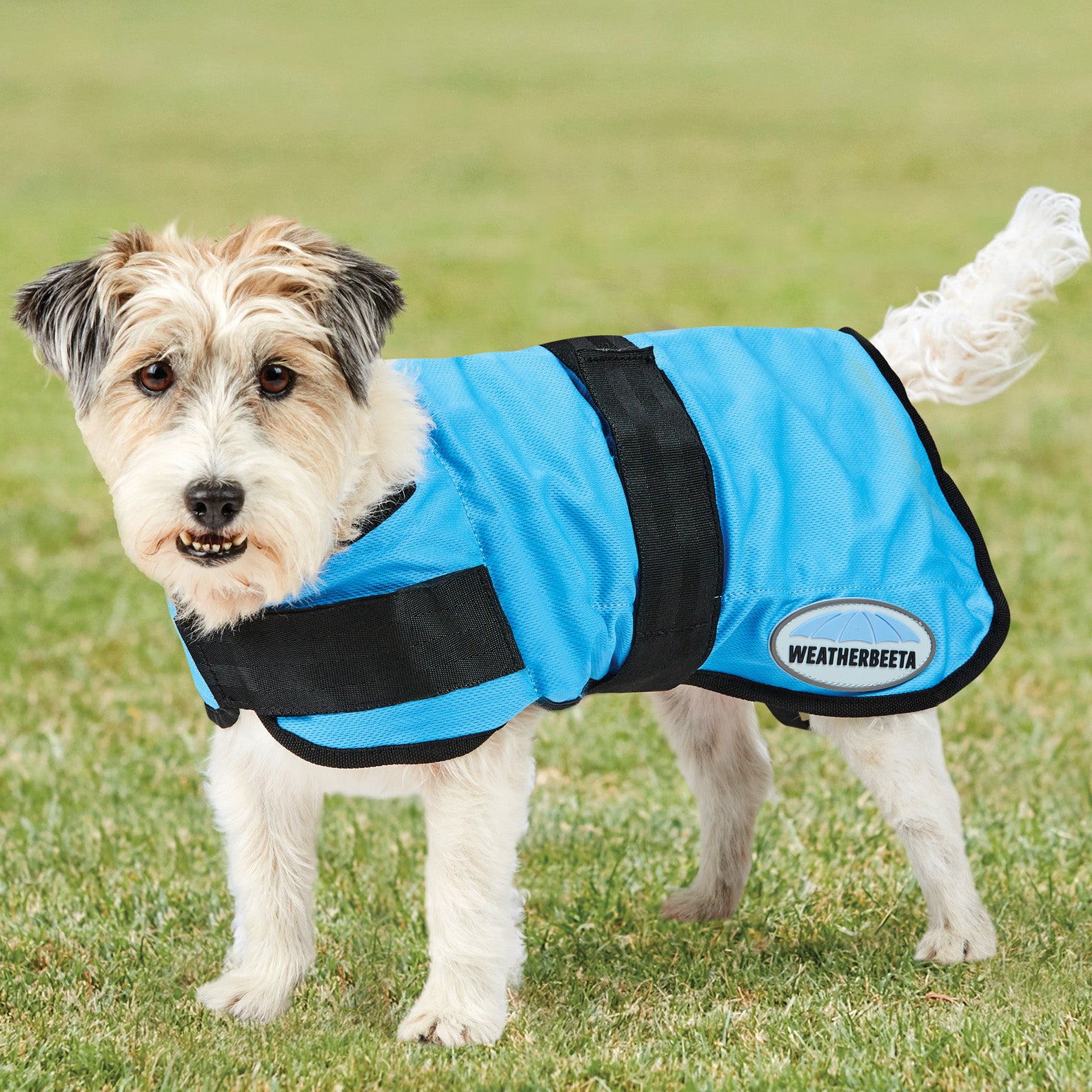 Weather beta dog on sale coats